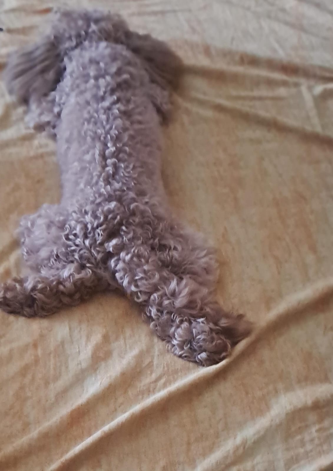 Perla